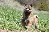 CAIRN TERRIER 254